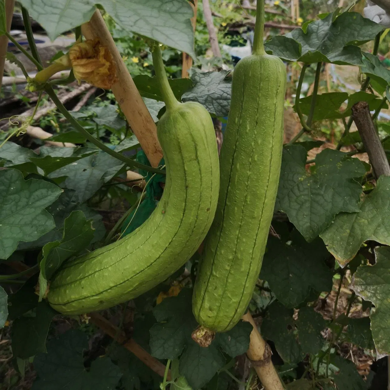 ਸੀਜ਼ਨਲ ਗਰਮੀਆਂ ਦੀਆਂ ਸਬਜ਼ੀਆਂ ਬਾਰੇ ਗੱਲ ਕਰੀਏ ਤਾਂ ਤੌਰੀ ਵੀ ਇੱਕ ਪਚਣਯੋਗ ਸਬਜ਼ੀ ਹੈ, ਭਾਵ ਇਹ ਆਸਾਨੀ ਨਾਲ ਡਾਈਜੈਸਟ ਹੋ ਜਾਂਦੀ ਹੈ। ਇਸਦੀ ਤਾਸੀਰ ਵੀ ਠੰਡੀ ਹੁੰਦੀ ਹੈ। ਇਹ ਸਬਜ਼ੀ ਵਿਟਾਮਿਨ ਸੀ ਦਾ ਚੰਗਾ ਸਰੋਤ ਹੈ। ਜੇਕਰ ਤੁਹਾਨੂੰ ਗਰਮੀਆਂ ਦੌਰਾਨ ਪੇਟ ਦੀਆਂ ਸਮੱਸਿਆਵਾਂ ਜਿਵੇਂ ਕਿ ਹਾਰਟ ਬਰਨ ਅਤੇ ਪੇਟ ਫੁੱਲਣ ਦਾ ਅਨੁਭਵ ਹੁੰਦਾ ਹੈ, ਤਾਂ ਕੱਦੂ ਨੂੰ ਆਪਣੀ ਖੁਰਾਕ ਵਿੱਚ ਸ਼ਾਮਲ ਕਰਨਾ ਚਾਹੀਦਾ ਹੈ। (Image: Getty Images)