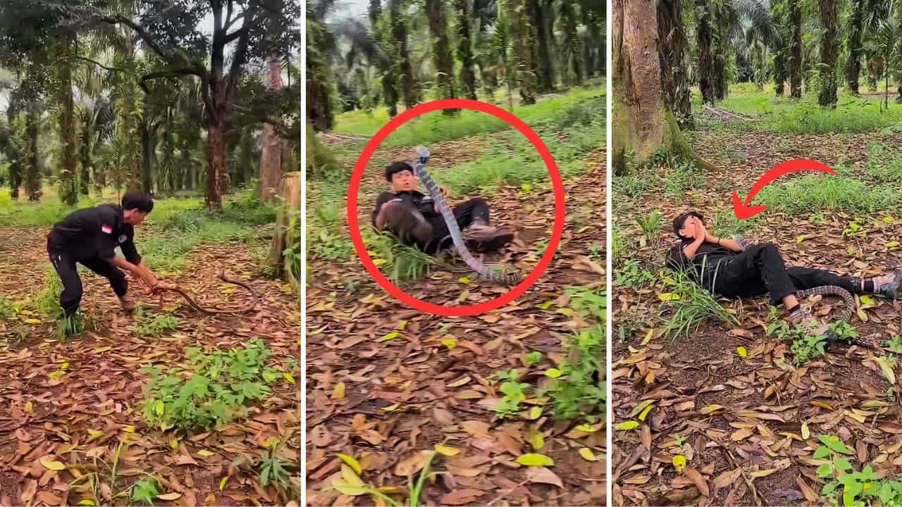 Shocking Video : ਸੱਪ ਨਾਲ ਖੇਡਣਾ ਪਿਆ ਮਹਿੰਗਾ! ਨੌਜਵਾਨ ਤੇ ਅਚਾਨਕ ਕੀਤਾ ਹਮਲਾ, ਵਾਇਰਲ ਹੋਇਆ ਵੀਡੀਓ