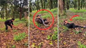 ਸੱਪ ਨਾਲ ਖੇਡਣਾ ਪਿਆ ਮਹਿੰਗਾ! ਨੌਜਵਾਨ 'ਤੇ ਅਚਾਨਕ ਕੀਤਾ ਹਮਲਾ, ਦੇਖੋ VIDEO