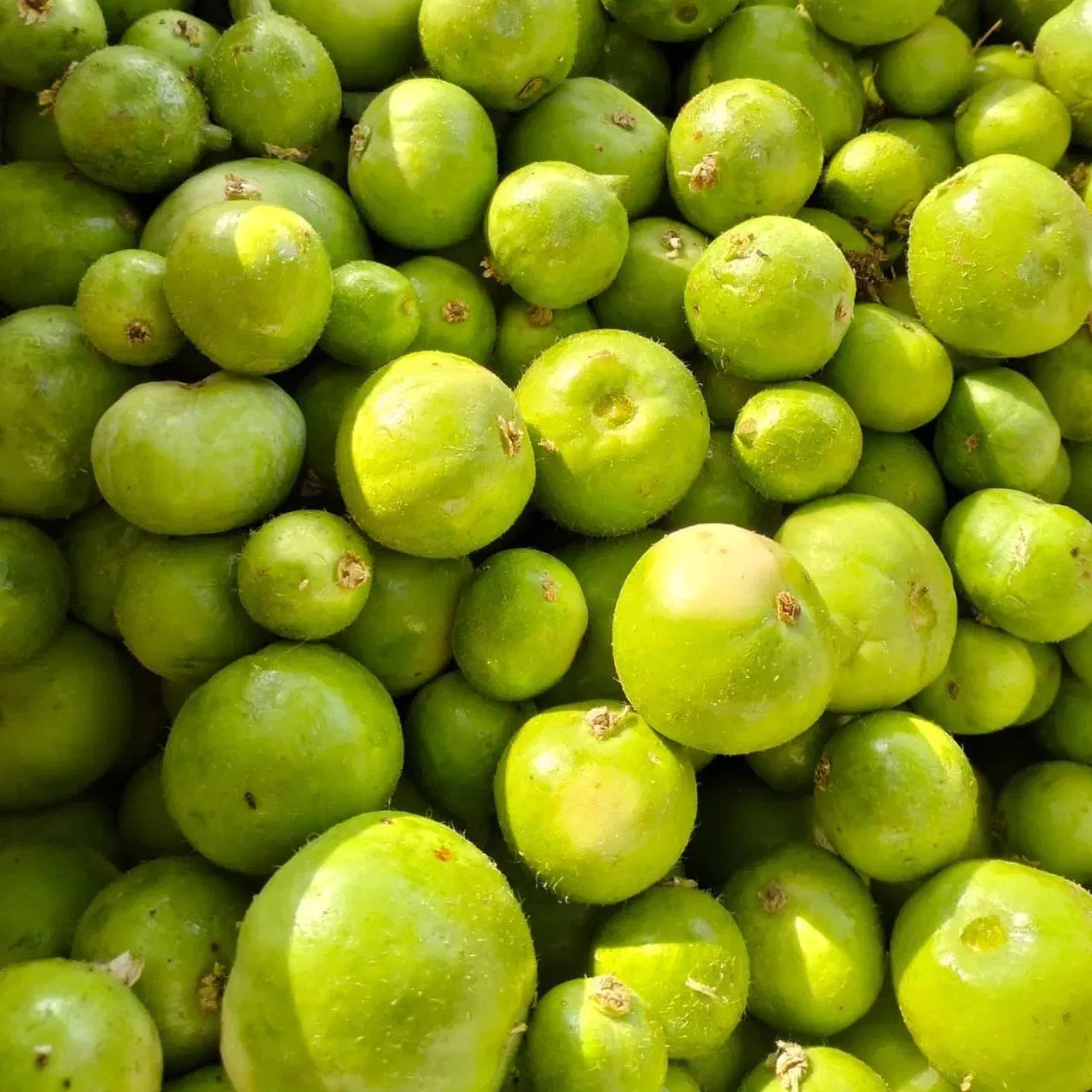 ਟਿੰਡੇ ਦਾ ਨਾਂ ਸੁਣ ਕੇ ਲੋਕ ਬੇਸ਼ੱਕ ਨੱਕ-ਮੁੰਹ ਸਿਕੋੜ ਲੈਂਦੇ ਹਨ, ਪਰ ਇਹ ਇੱਕ ਸ਼ਾਨਦਾਰ ਸਬਜ਼ੀ ਹੈ। ਜੇਕਰ ਤੁਸੀਂ ਭਾਰ ਘਟਾਉਣਾ ਚਾਹੁੰਦੇ ਹੋ, ਤਾਂ ਤੁਸੀਂ ਇਸਨੂੰ ਆਪਣੀ ਖੁਰਾਕ ਵਿੱਚ ਸ਼ਾਮਲ ਕਰ ਸਕਦੇ ਹੋ। ਇਹ ਸਬਜ਼ੀ ਸਰੀਰ ਨੂੰ ਹਾਈਡ੍ਰੇਟ ਰੱਖਣ ਵਿੱਚ ਵੀ ਮਦਦ ਕਰਦੀ ਹੈ। ਇਸਦੀ ਠੰਢੀ ਤਾਸੀਰ, ਟਿੰਡਾ, ਤੁਹਾਡੀ ਕਿਡਨੀ ਤੋਂ ਲੈ ਕੇ ਪਾਚਨ ਕਿਰਿਆ ਨੂੰ ਬਿਹਤਰ ਬਣਾਉਣ ਵਿੱਚ ਵੀ ਮਦਦਗਾਰ ਹੈ।(Image:goodroot.jpr)