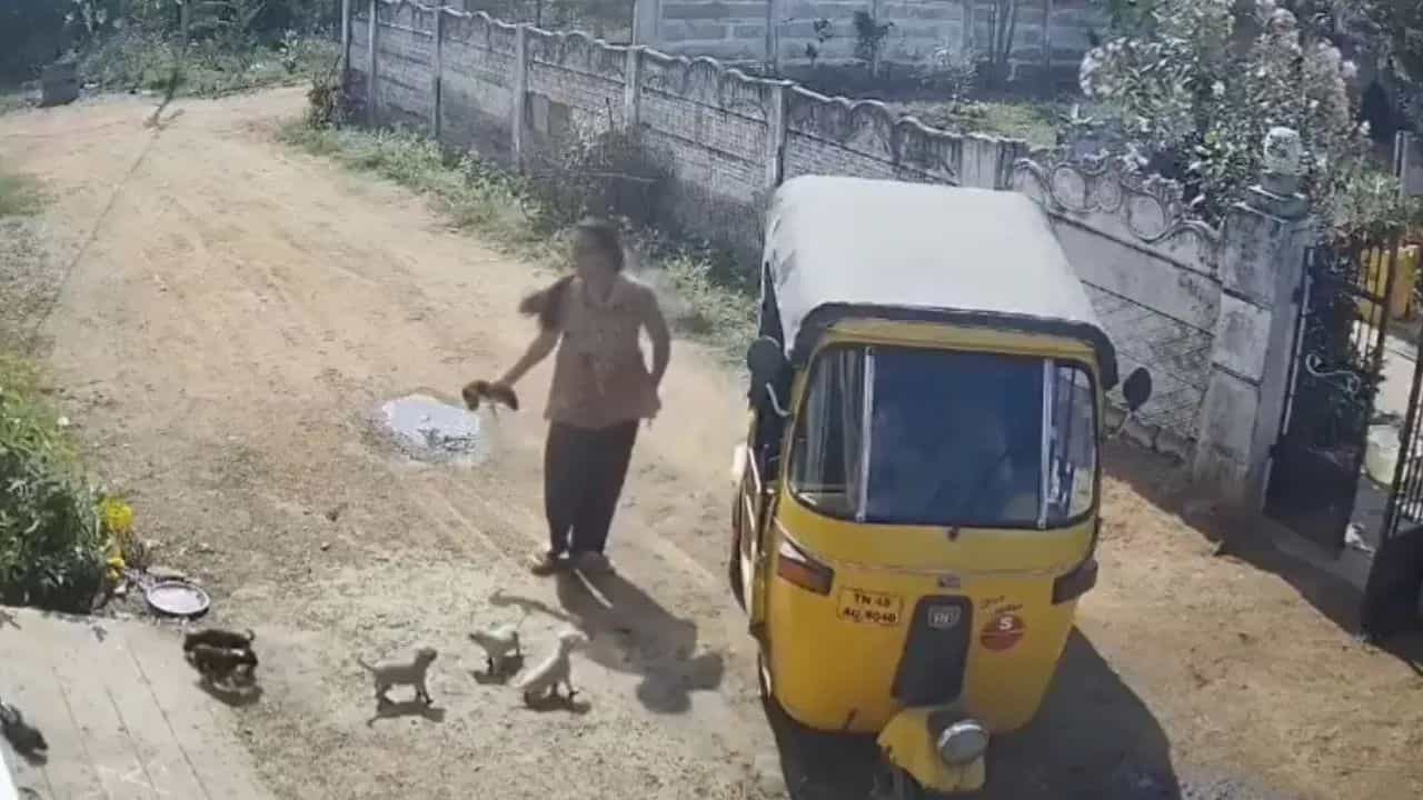 Viral Video: ਮਹਿਲਾ ਨੇ ਨੰਨ੍ਹੇ ਕੁੱਤਿਆਂ ਤੇ ਕੱਢਿਆ ਗੁੱਸਾ, ਦਿਖਾਈ ਅਜਿਹੀ ਬੇਰਹਿਮੀ; ਦੇਖ ਕੇ ਦੰਗ ਰਹਿ ਗਏ ਲੋਕ Viral Video: ਮਹਿਲਾ ਨੇ ਨੰਨ੍ਹੇ ਕੁੱਤਿਆਂ ਤੇ ਕੱਢਿਆ ਗੁੱਸਾ, ਦਿਖਾਈ ਅਜਿਹੀ ਬੇਰਹਿਮੀ; ਦੇਖ ਕੇ ਦੰਗ ਰਹਿ ਗਏ ਲੋਕ