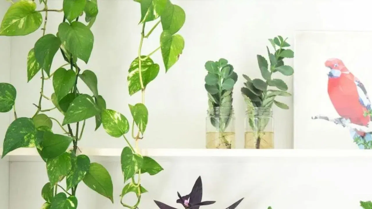 ਦੱਖਣ-ਪੱਛਮ ਦਿਸ਼ਾ ਨੂੰ ਵੀ ਮਨੀ ਪਲਾਂਟ ਲਗਾਉਣ ਲਈ ਅਣਉਚਿਤ ਮੰਨਿਆ ਜਾਂਦਾ ਹੈ; ਇਸਨੂੰ ਇਸ ਦਿਸ਼ਾ ਵਿੱਚ ਲਗਾਉਣ ਨਾਲ ਜੀਵਨ ਅਤੇ ਕਰੀਅਰ ਵਿੱਚ ਅਸਥਿਰਤਾ ਆ ਸਕਦੀ ਹੈ।