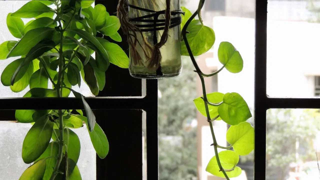 ਵਾਸਤੂ ਦੇ ਅਨੁਸਾਰ, ਮਨੀ ਪਲਾਂਟ ਲਈ ਸਭ ਤੋਂ ਵਧੀਆ ਦਿਸ਼ਾ ਦੱਖਣ-ਪੂਰਬ (ਅਗਨੇਯ ਕੋਣ) ਹੈ। ਇਹ ਦਿਸ਼ਾ ਭਗਵਾਨ ਗਣੇਸ਼ ਨਾਲ ਜੁੜੀ ਹੋਈ ਹੈ, ਜੋ ਰੁਕਾਵਟਾਂ ਨੂੰ ਦੂਰ ਕਰਨ ਵਾਲੇ ਅਤੇ ਚੰਗੀ ਕਿਸਮਤ ਲਿਆਉਣ ਵਾਲੇ ਹਨ।