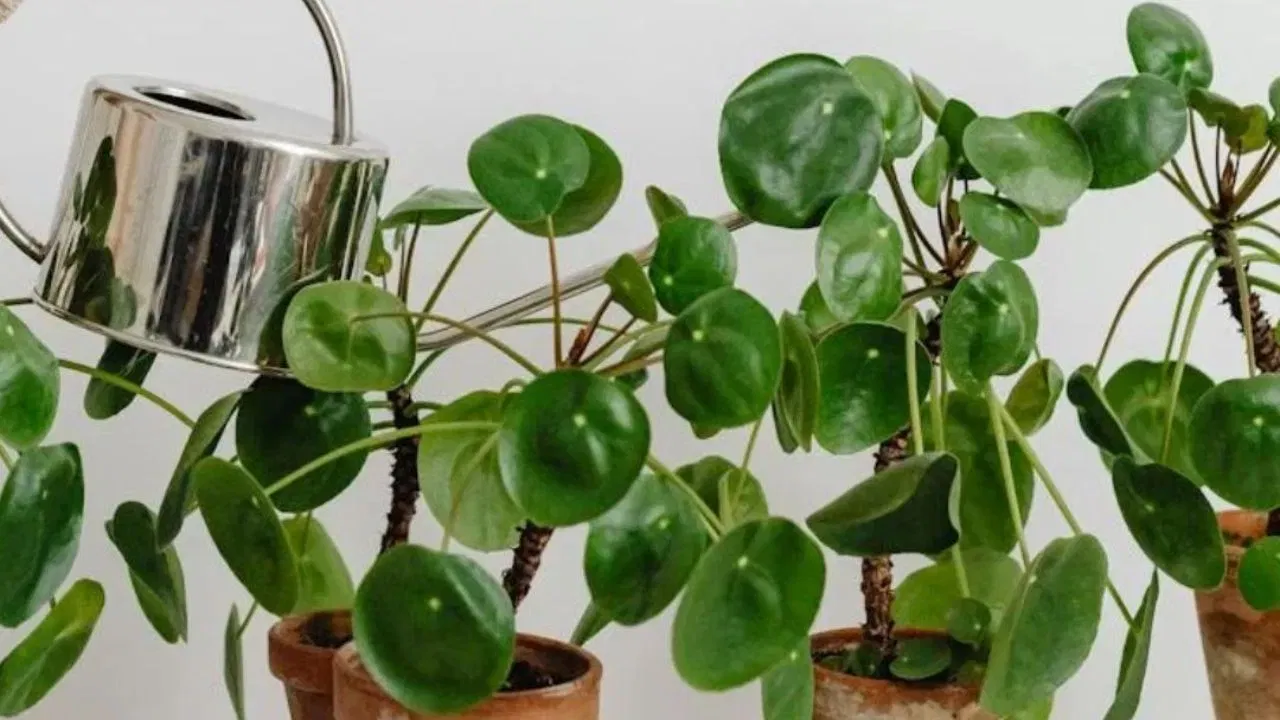 ਵਾਸਤੂ ਦੇ ਅਨੁਸਾਰ, ਕਦੇ ਵੀ ਮਨੀ ਪਲਾਂਟ ਨੂੰ ਉੱਤਰ-ਪੂਰਬ (ਈਸ਼ਾਨ ਕੋਣ) ਦਿਸ਼ਾ ਵਿੱਚ ਨਾ ਰੱਖੋ। ਇਸ ਦਿਸ਼ਾ ਵਿੱਚ ਮਨੀ ਪਲਾਂਟ ਲਗਾਉਣ ਨਾਲ ਵਿੱਤੀ ਨੁਕਸਾਨ ਅਤੇ ਸਬੰਧਾਂ ਵਿੱਚ ਖਟਾਸ ਆ ਸਕਦੀ ਹੈ। Credits: freepik/unsplash