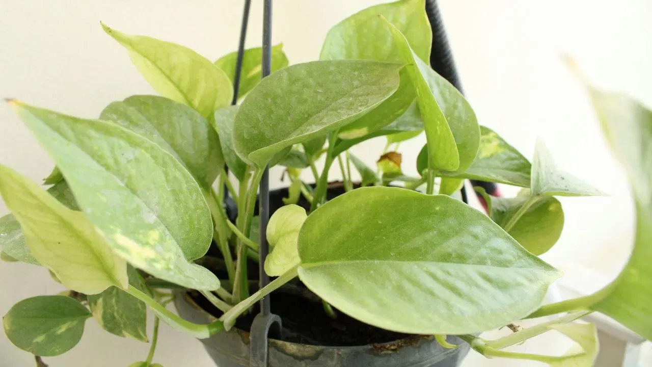 ਮਨੀ ਪਲਾਂਟ ਨੂੰ ਹਮੇਸ਼ਾ ਘਰ ਦੇ ਅੰਦਰ ਰੱਖਣਾ ਚਾਹੀਦਾ ਹੈ। ਇਸਨੂੰ ਬਾਹਰ ਜਾਂ ਪ੍ਰਵੇਸ਼ ਦੁਆਰ 'ਤੇ ਨਾ ਰੱਖੋ ਜਿੱਥੇ ਇਹ ਬਾਹਰਲੇ ਲੋਕਾਂ ਨੂੰ ਦਿਖਾਈ ਦੇਵੇ।