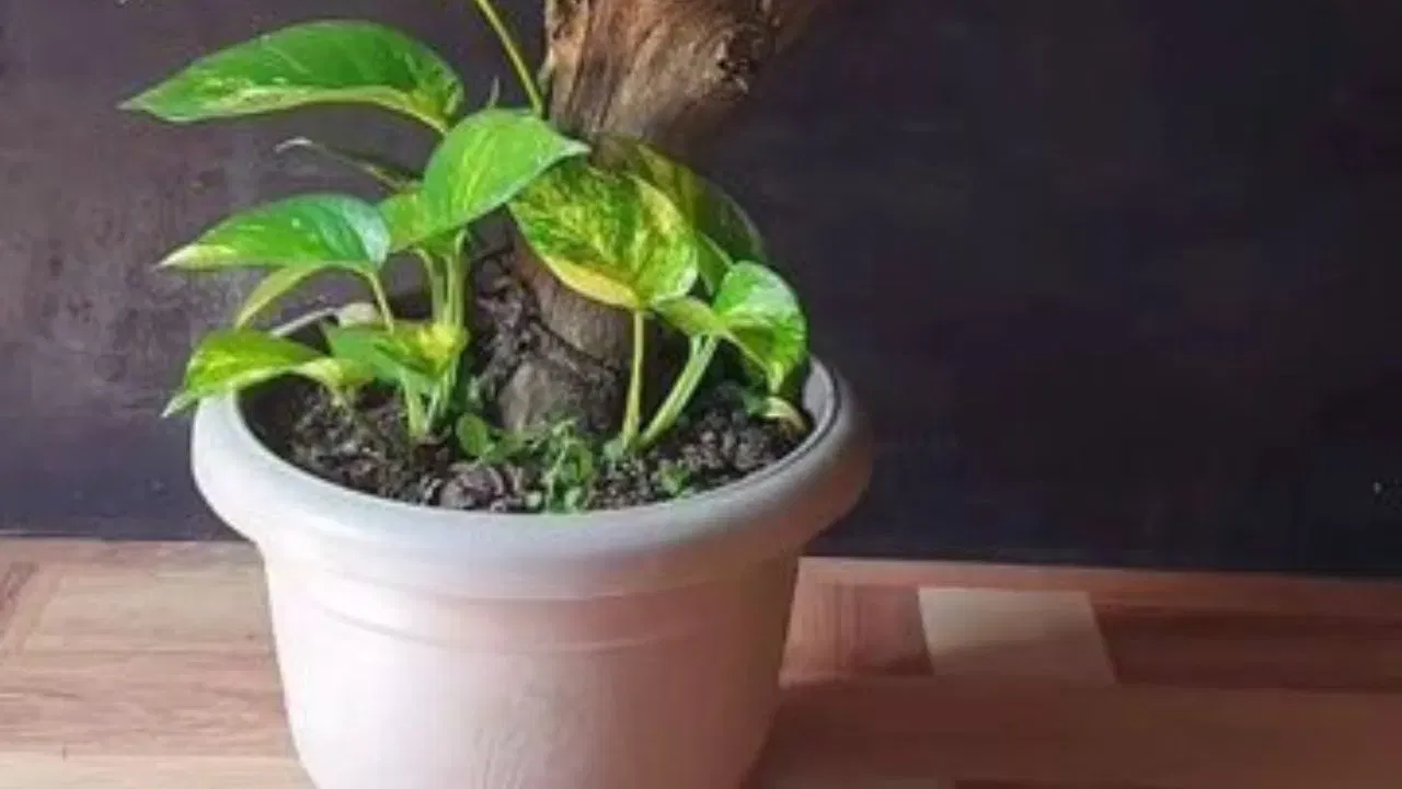 ਵਾਸਤੂ ਦੇ ਅਨੁਸਾਰ, ਪੂਰਬ ਅਤੇ ਪੱਛਮ, ਇਹਨਾਂ ਦਿਸ਼ਾਵਾਂ ਵਿੱਚ ਵੀ ਦਿਸ਼ਾਵਾਂ ਵਿੱਚ ਮਨੀ ਪਲਾਂਟ ਲਗਾਉਣ ਨਾਲ ਮਾਨਸਿਕ ਤਣਾਅ ਪੈਦਾ ਹੋ ਸਕਦਾ ਹੈ, ਇਸ ਲਈ ਇਸ ਦਿਸ਼ਾ ਵਿੱਚ ਮਨੀ ਪਲਾਂਟ ਲਗਾਉਣ ਤੋਂ ਬਚਣਾ ਚਾਹੀਦਾ ਹੈ।