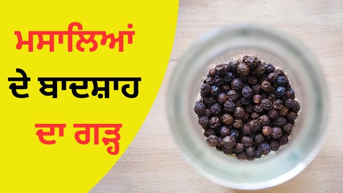 100 ਰੁਪਏ ਕਿਲੋ ਮਿਲਣ ਵਾਲੀ ਕਾਲੀ ਮਿਰਚ ਉਗਾਉਣ ਵਾਲਾ ਇਹ ਦੇਸ਼ ਸਭ ਤੋਂ ਮੋਹਰੀ, ਜਾਣੋ