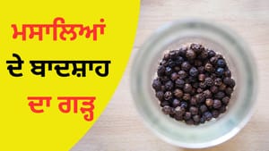 100 ਰੁਪਏ ਕਿਲੋ ਮਿਲਣ ਵਾਲੀ ਕਾਲੀ ਮਿਰਚ ਉਗਾਉਣ ਵਾਲਾ ਇਹ ਦੇਸ਼ ਸਭ ਤੋਂ ਮੋਹਰੀ, ਜਾਣੋ