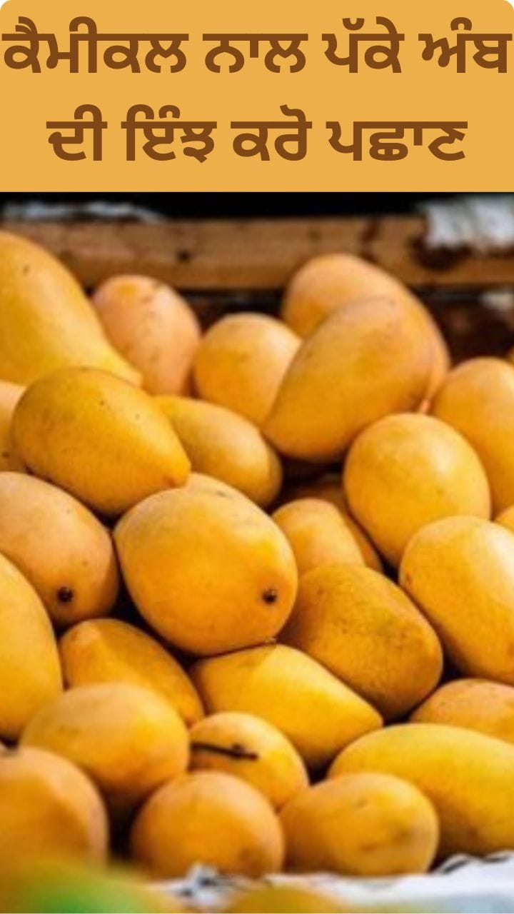 Food Safety: ਕੀ ਤੁਸੀਂ ਵੀ ਤਾਂ ਨਹੀਂ ਖਾ ਰਹੇ ਕੇਮੀਕਲ ਵਾਲਾ ਅੰਬ?