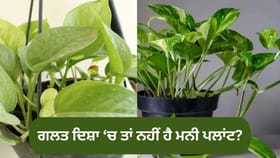 Vastu Tips: ਗਲਤ ਦਿਸ਼ਾ ਵਿੱਚ ਤਾਂ ਨਹੀਂ ਰੱਖਿਆ ਹੈ ਮਨੀ ਪਲਾਂਟ? ਫਾਇਦੇ ਦੀ ਥਾਂ ਹੋ ਸਕਦਾ ਹੈ ਭਾਰੀ ਨੁਕਸਾਨ!