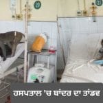 ਅਬੋਹਰ ਦੇ ਹਸਪਤਾਲ ‘ਚ ਬਾਂਦਰ ਦਾ ਤਾਂਡਵ, ਮਰੀਜ਼ਾਂ ਅਤੇ ਡਾਕਟਰਾਂ ‘ਚ ਪਈਆਂ ਭਾਜੜਾਂ; ਕਈਆਂ ਨੂੰ ਕੀਤਾ ਜ਼ਖ਼ਮੀ