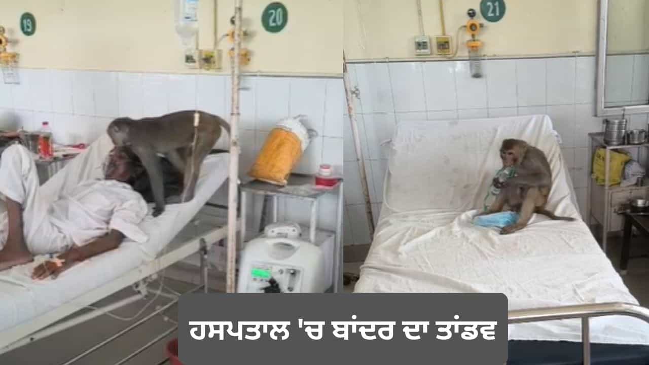 ਅਬੋਹਰ ਦੇ ਹਸਪਤਾਲ ਚ ਬਾਂਦਰ ਦਾ ਤਾਂਡਵ, ਮਰੀਜ਼ਾਂ ਅਤੇ ਡਾਕਟਰਾਂ ਚ ਪਈਆਂ ਭਾਜੜਾਂ; ਕਈਆਂ ਨੂੰ ਕੀਤਾ ਜ਼ਖ਼ਮੀ