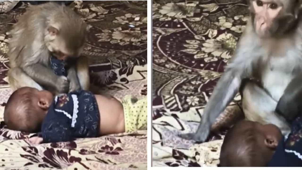 Shocking Video: ਇਹ ਬਾਂਦਰ ਹੈ ਜਾਂ ਕਿਡਨੈਪਰ? 3 ਮਹੀਨੇ ਦੀ ਬੱਚੀ ਨੂੰ ਬਣਾਇਆ ਬੰਧਕ, ਮਾਸੂਮ ਨੂੰ ਫੜ ਕੇ ਬੈਠਾ