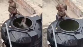 ਭਿਆਨਕ ਗਰਮੀ 'ਚ ਬਾਂਦਰਾਂ ਦਾ ਜੁਗਾੜ, ਪਾਣੀ ਦੀ ਟੈਂਕੀ ਬਣੀ ਸਵਿਮਿੰਗ ਪੂਲ