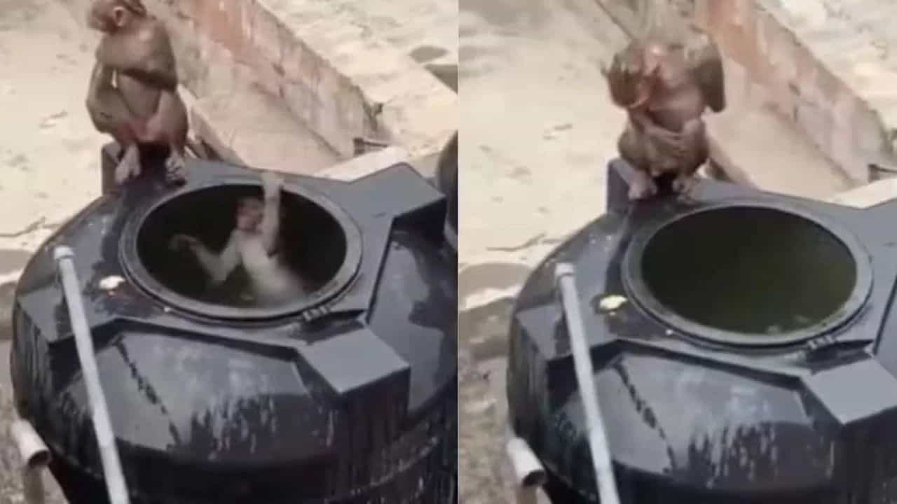 Viral Video: ਭਿਆਨਕ ਗਰਮੀ ਚ ਬਾਂਦਰਾਂ ਦਾ ਅਨੋਖਾ ਜੁਗਾੜ, ਪਾਣੀ ਦੀ ਟੈਂਕੀ ਨੂੰ ਬਣਾਇਆ ਆਪਣਾ ਸਵਿਮਿੰਗ ਪੂਲ; ਦੇਖੋ ਵੀਡੀਓ