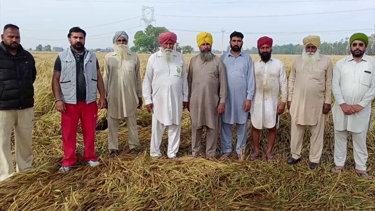 ਖੇਤਾਂ ਚ ਖੜੀ ਫਸਲ ਤੇ ਮੌਸਮ ਦੀ ਮਾਰ, ਮੀਂਹ-ਗੜੇਮਾਰੀ ਤੇ ਤੇਜ਼ ਹਵਾਵਾਂ ਕਾਰਨ ਚਿੰਤਤ ਕਿਸਾਨ, ਫਸਲ ਨੂੰ ਭਾਰੀ ਨੁਕਸਾਨ