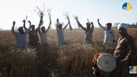 ਕਣਕ ਪੱਕਣ ਦੀ ਖੁਸ਼ੀ, ਪਰ ਥੋੜੇ ਮਾਯੂਸ ਵੀ ਨੇ ਕਿਸਾਨ, ਕਿਉਂ, ਜਾਣੋ ਵਜ੍ਹਾ...