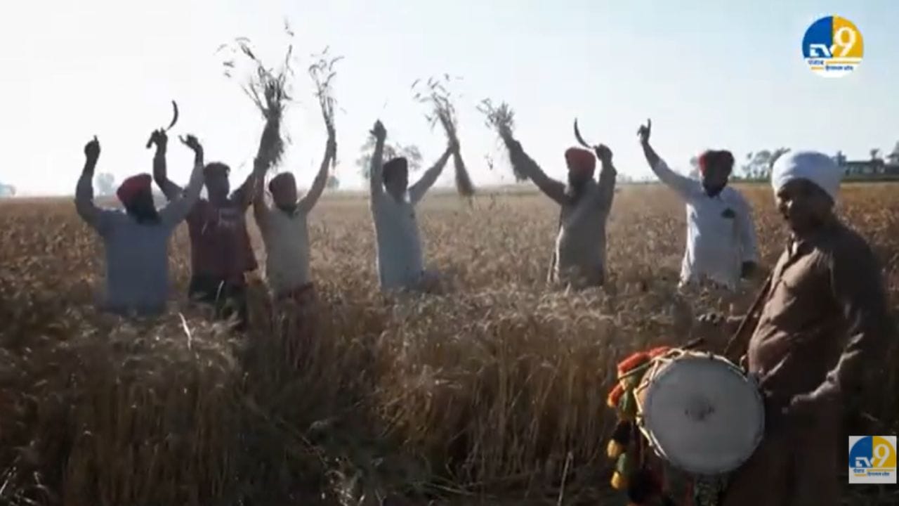 ਕਣਕ ਪੱਕਣ ਦੀ ਖੁਸ਼ੀ, ਪਰ ਥੋੜੇ ਮਾਯੂਸ ਵੀ ਨੇ ਕਿਸਾਨ, ਕਿਉਂ? ਜਾਣੋ ਵਜ੍ਹਾ...