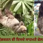 VIDEO: ਕੁੰਭਕਰਨ ਵੀ ਇਸਦੇ ਸਾਹਮਣੇ ਫੇਲ! ਮਿਲੋ ਕੁਦਰਤ ਦੇ ‘ਲੇਜੀ ਬ੍ਰਾਂਡ ਅੰਬੈਸਡਰ’ ਨਾਲ, ਜੋ ਹਫ਼ਤੇ ਵਿੱਚ ਸਿਰਫ਼ ਇੱਕ ਵਾਰ ਜਾਂਦਾ ਹੈ ਟਾਇਲਟ