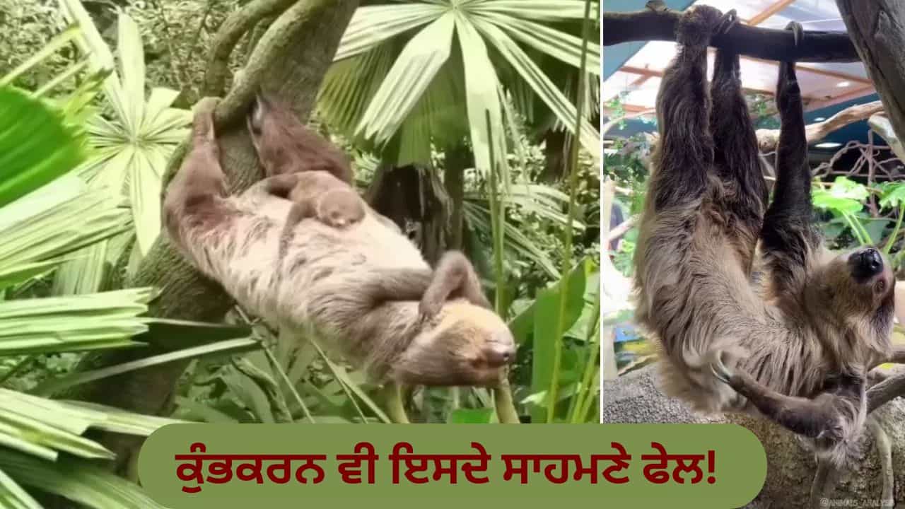 VIDEO: ਕੁੰਭਕਰਨ ਵੀ ਇਸਦੇ ਸਾਹਮਣੇ ਫੇਲ! ਮਿਲੋ ਕੁਦਰਤ ਦੇ ਲੇਜੀ ਬ੍ਰਾਂਡ ਅੰਬੈਸਡਰ ਨਾਲ, ਜੋ ਹਫ਼ਤੇ ਵਿੱਚ ਸਿਰਫ਼ ਇੱਕ ਵਾਰ ਜਾਂਦਾ ਹੈ ਟਾਇਲਟ