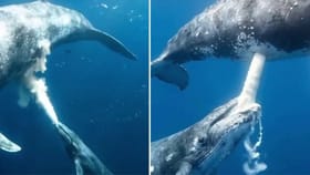 Viral : ਸਮੁੰਦਰ ਦੀ ਡੂੰਘਾਈ ਵਿੱਚ ਵ੍ਹੇਲ ਆਪਣੇ ਬੱਚੇ ਨੂੰ ਪਿਆਇਆ ਦੁੱਧ, VIDEO