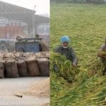 ਕਣਕ ਦੀ ਖਰੀਦ ‘ਤੇ ਪੰਜਾਬ ‘ਚ ਕੇਂਦਰ ਨੇ ਦਿੱਤੀ ਰਿਆਇਤ, 70 ਫੀਸਦੀ ਤੱਕ ਬਦਰੰਗ ਕਣਕ ਨੂੰ ਛੋਟ