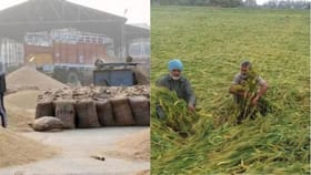 ਕਣਕ ਦੀ ਖਰੀਦ 'ਤੇ ਦੇ ਮਾਪਦੰਡਾਂ 'ਚ ਢਿੱਲ, 70 ਫੀਸਦੀ ਤੱਕ ਬਦਰੰਗ ਕਣਕ ਨੂੰ ਛੋਟ