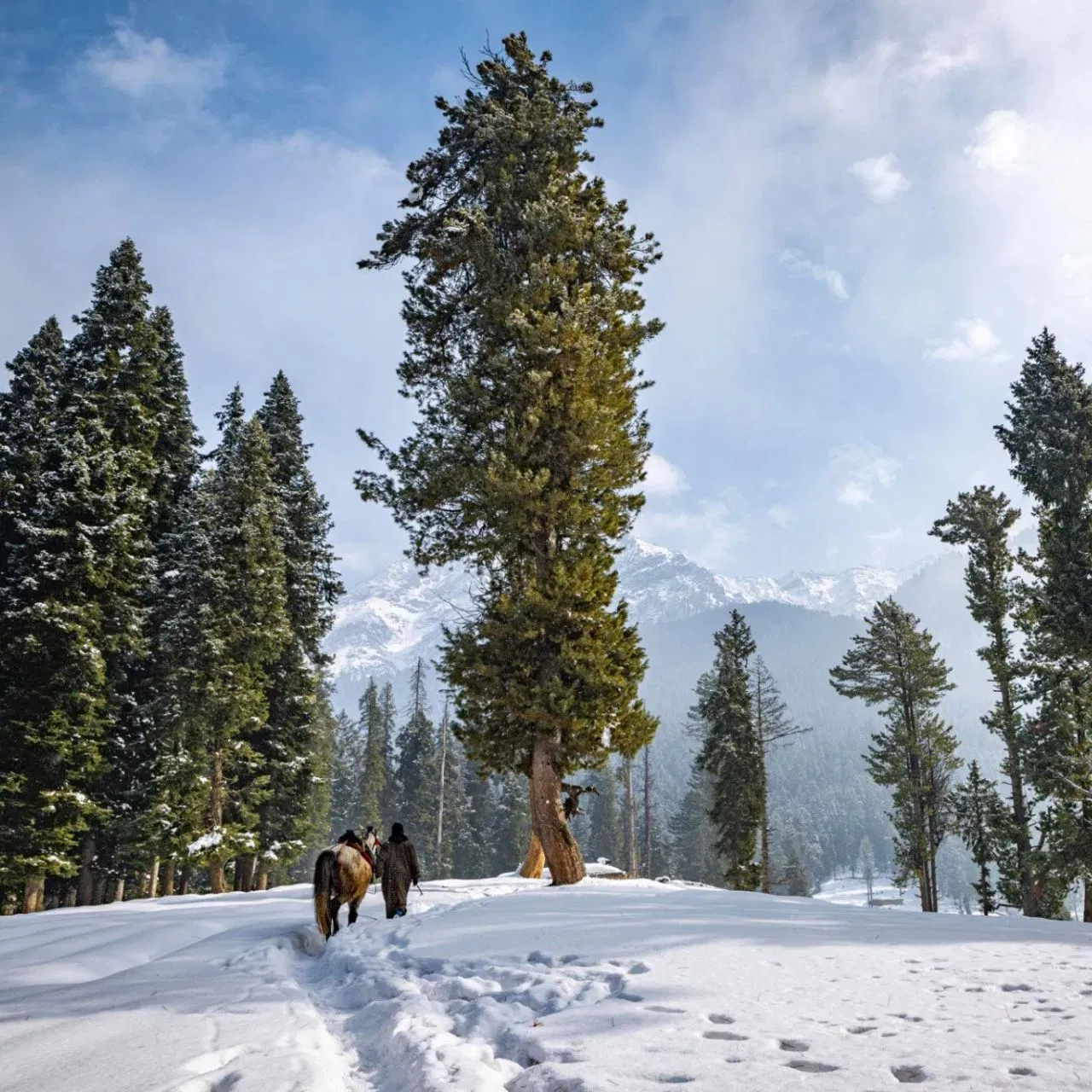 ਬੈਸਰਨ ਸੁੰਦਰ ਘਾਟੀਆਂ ਵਿੱਚੋਂ ਇੱਕ ਹੈ ਕਿ ਇਸਨੂੰ ਮਿਨ ਸਵਿਟਜ਼ਰਲੈਂਡ ਕਿਹਾ ਜਾਂਦਾ ਹੈ। ਇਸੇ ਕਰਕੇ, ਹਮਲੇ ਤੋਂ ਪਹਿਲਾਂ, ਹਜ਼ਾਰਾਂ ਸੈਲਾਨੀ ਇੱਥੇ ਆਉਂਦੇ ਸਨ। ਹਰੇ ਭਰੇ ਘਾਹ ਦੇ ਮੈਦਾਨ, ਸੰਘਣੇ ਦਿਓਦਾਰ ਦੇ ਜੰਗਲ ਅਤੇ ਆਲੇ-ਦੁਆਲੇ ਦੇ ਬਰਫ਼ ਨਾਲ ਢਕੇ ਪਹਾੜ ਬਹੁਤ ਹੀ ਮਨਮੋਹਕ ਦ੍ਰਿਸ਼ ਪੇਸ਼ ਕਰਦੇ ਹਨ।