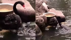 ਕਾਲੇ ਹੰਸ ਨੇ ਦਿਖਾਈ ਮਨੁੱਖਤਾ, ਨਦੀ ਕੰਢੇ ਦਿਖਾਈ ਦਿੱਤਾ ਕੁਦਰਤ ਦਾ ਨਜ਼ਾਰਾ