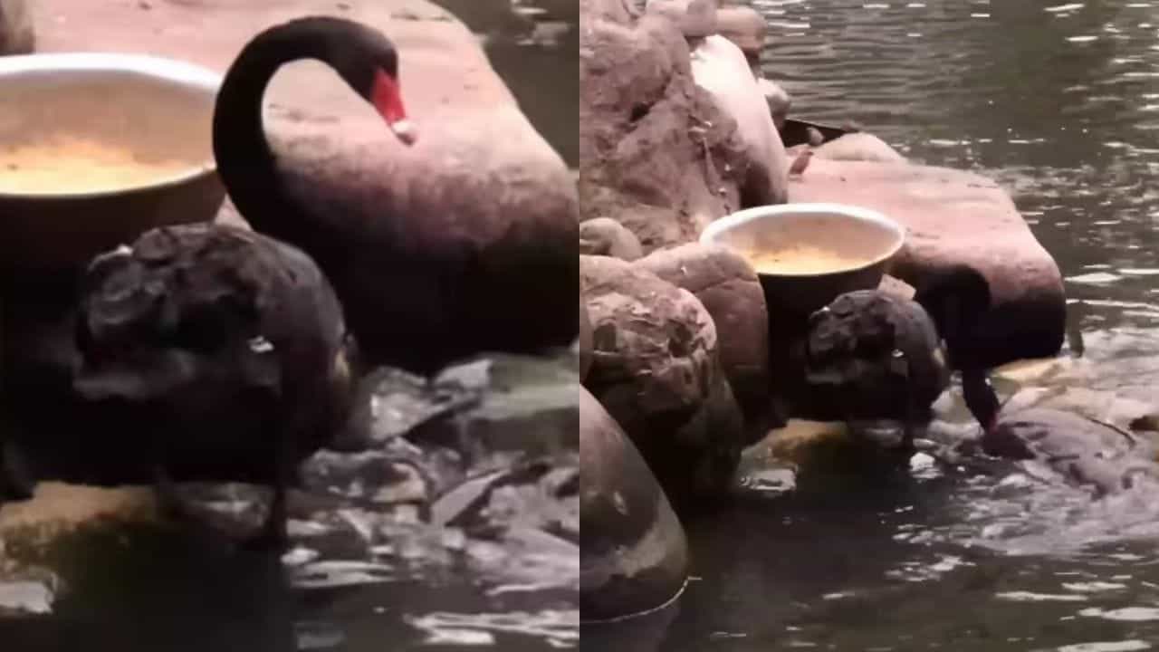 Viral Video: ਕਾਲੇ ਹੰਸ ਨੇ ਦਿਖਾਈ ਮਨੁੱਖਤਾ, ਨਦੀ ਕੰਢੇ ਦਿਖਾਈ ਦਿੱਤਾ ਕੁਦਰਤ ਦਾ ਸ਼ਾਨਦਾਰ ਨਜ਼ਾਰਾ