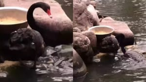 ਕਾਲੇ ਹੰਸ ਨੇ ਦਿਖਾਈ ਮਨੁੱਖਤਾ, ਨਦੀ ਕੰਢੇ ਦਿਖਾਈ ਦਿੱਤਾ ਕੁਦਰਤ ਦਾ ਨਜ਼ਾਰਾ ਕਾਲੇ ਹੰਸ ਨੇ ਦਿਖਾਈ ਮਨੁੱਖਤਾ, ਨਦੀ ਕੰਢੇ ਦਿਖਾਈ ਦਿੱਤਾ ਕੁਦਰਤ ਦਾ ਨਜ਼ਾਰਾ