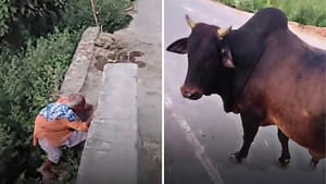 Video: ਸਾਨ੍ਹ ਦੇ ਡਰ ਤੋਂ ਬਜ਼ੁਰਗ ਨੇ ਲਈ ਜਿੱਥੇ ਪਨਾਹ, ਦੇਖ ਕੇ ਕੰਬ ਜਾਵੇਗੀ ਰੂਹ Video: ਸਾਨ੍ਹ ਦੇ ਡਰ ਤੋਂ ਬਜ਼ੁਰਗ ਨੇ ਲਈ ਜਿੱਥੇ ਪਨਾਹ, ਦੇਖ ਕੇ ਕੰਬ ਜਾਵੇਗੀ ਰੂਹ