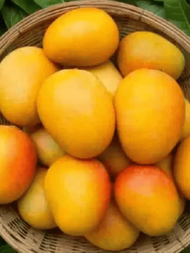 ਅੰਬ ਨਾਲ ਇਹ ਚੀਜ਼ਾਂ ਖਾਣੀ ਪੈ ਸਕਦੀ ਹੈ ਭਾਰੀ!