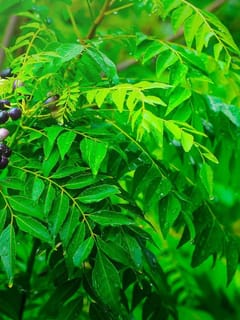 ਕੜੀ ਪੱਤੇ ਨਾ ਸੁੱਟੋ.. ਇਸਦੇ ਫਾਇਦੇ ਅਨਮੋਲ ਹਨ!...