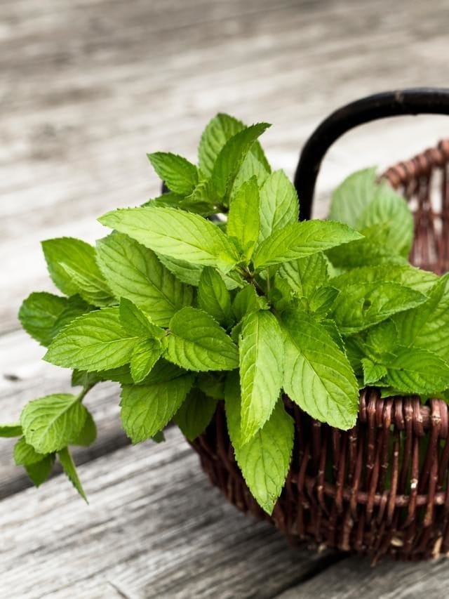 ਗਰਮੀਆਂ 'ਚ ਪੁਦੀਨਾ ਖਾਣ ਦੇ ਕੀ ਫਾਇਦੇ ਹੁੰਦੇ ਹਨ?