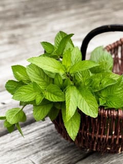 ਗਰਮੀਆਂ ‘ਚ ਪੁਦੀਨਾ ਖਾਣ ਦੇ ਕੀ ਫਾਇਦੇ ਹੁੰਦੇ ਹਨ?...