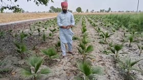 ਘੱਟ ਲਾਗਤ ਤੇ ਵੱਧ ਮੁਨਾਫ਼ਾ... ਫਰੀਦਕੋਟ ਦਾ ਇਹ ਕਿਸਾਨ ਕਰ ਰਿਹਾ ਵਿਲੱਖਣ ਖੇਤੀ