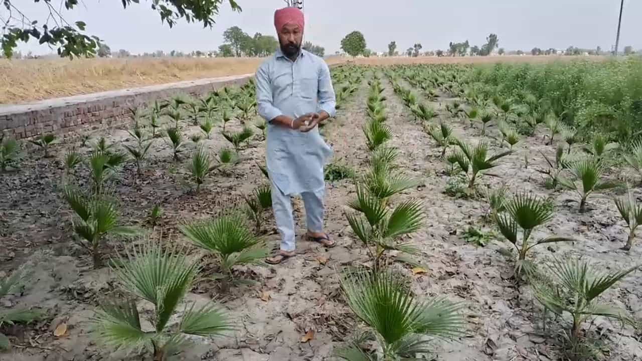 ਘੱਟ ਲਾਗਤ ਤੇ ਵੱਧ ਮੁਨਾਫ਼ਾ... ਫਰੀਦਕੋਟ ਦਾ ਇਹ ਕਿਸਾਨ ਕਰ ਰਿਹਾ ਵਿਲੱਖਣ ਖੇਤੀ