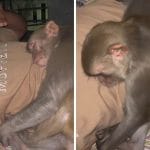 Viral Video: ਛੱਤ ‘ਤੇ ਸੌਂ ਰਿਹਾ ਸੀ ਸ਼ਖਸ, ਅਚਾਨਕ ਛਾਤੀ ਨਾਲ ਚਿਪਕ ਕੇ ਸੌਂ ਗਿਆ ਬਾਂਦਰ; ਅੱਗੇ ਕੀ ਹੋਇਆ… ਦੇਖੋ ਵੀਡੀਓ