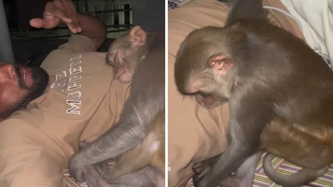 Viral Video: ਛੱਤ ਤੇ ਸੌਂ ਰਿਹਾ ਸੀ ਸ਼ਖਸ, ਅਚਾਨਕ ਛਾਤੀ ਨਾਲ ਚਿਪਕ ਕੇ ਸੌਂ ਗਿਆ ਬਾਂਦਰ; ਅੱਗੇ ਕੀ ਹੋਇਆ... ਦੇਖੋ ਵੀਡੀਓ Viral Video: ਛੱਤ ਤੇ ਸੌਂ ਰਿਹਾ ਸੀ ਸ਼ਖਸ, ਅਚਾਨਕ ਛਾਤੀ ਨਾਲ ਚਿਪਕ ਕੇ ਸੌਂ ਗਿਆ ਬਾਂਦਰ; ਅੱਗੇ ਕੀ ਹੋਇਆ... ਦੇਖੋ ਵੀਡੀਓ