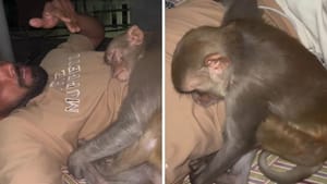 Video: ਛੱਤ 'ਤੇ ਸੌਂ ਰਿਹਾ ਸੀ ਸ਼ਖਸ, ਅਚਾਨਕ ਛਾਤੀ ਨਾਲ ਚਿਪਕ ਕੇ ਸੌਂ ਗਿਆ ਬਾਂਦਰ;