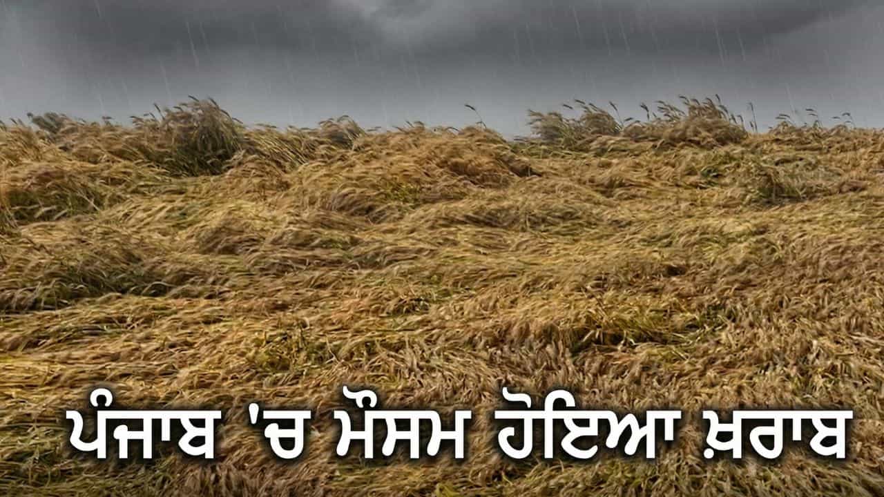 Punjab Weather: ਫਿਰੋਜ਼ਪੁਰ ਸਮੇਤ 14 ਜ਼ਿਲ੍ਹਿਆਂ ਚ ਮੌਸਮ ਹੋਇਆ ਖ਼ਰਾਬ, ਬਾਰਿਸ਼ ਤੇ ਗੜ੍ਹੇਮਾਰੀ ਦਾ ਅਲਰਟ ਜਾਰੀ; ਕਿਸਾਨਾਂ ਦੀ ਵਧੀ ਚਿੰਤਾ