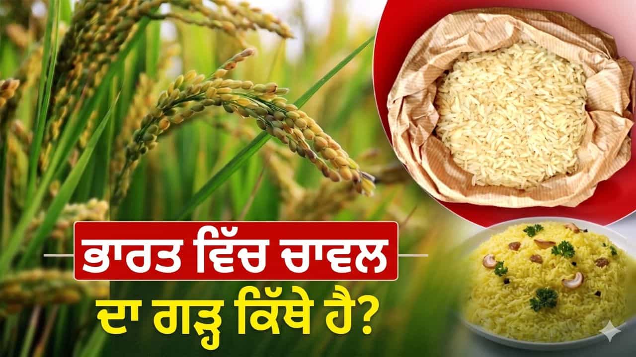 ਨਾ ਬੰਗਾਲ, ਨਾ ਤਾਮਿਲਨਾਡੂ... ਹੁਣ ਇਹ ਰਾਜ ਬਣਿਆ ਦੇਸ਼ ਦਾ ਰਾਈਸ ਬਾਊਲ, ਈਰਾਨ ਤੱਕ ਹੈ ਭਾਰੀ ਮੰਗ