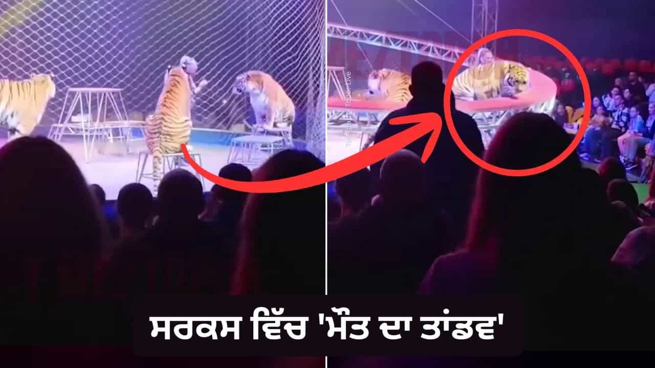 Viral : ਸਰਕਸ ਵਿੱਚ ਮੌਤ ਦਾ ਤਾਂਡਵ; ਪਿੰਜਰਾ ਤੋੜ ਕੇ ਦਰਸ਼ਕਾਂ ਤੇ ਝਪਟਿਆ ਬਾਘ, ਰੂਹ ਕੰਬਾ ਦੇਵੇਗਾ ਇਹ Video!