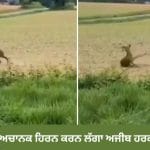 ਜੰਗਲ ‘ਚ ਹਿਰਨ ਅਚਾਨਕ ਕਰਨ ਲੱਗਾ ਅਜੀਬ ਹਰਕਤ, VIDEO ਦੇਖ ਕੇ ਹੈਰਾਨ ਲੋਕ, ਪੁਲਿਸ ਨੂੰ ਜਾਰੀ ਕਰਨਾ ਪਿਆ ਅਲਰਟ
