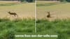 ਜੰਗਲ ਵਿੱਚ ਹਿਰਨ ਅਚਾਨਕ ਕਰਨ ਲੱਗਾ ਅਜੀਬ ਹਰਕਤ, VIDEO ਦੇਖ ਕੇ ਹੈਰਾਨ ਲੋਕ...