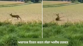 ਜੰਗਲ ਵਿੱਚ ਹਿਰਨ ਅਚਾਨਕ ਕਰਨ ਲੱਗਾ ਅਜੀਬ ਹਰਕਤ, VIDEO ਦੇਖ ਕੇ ਹੈਰਾਨ ਲੋਕ