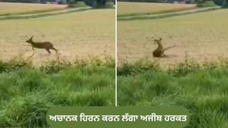 ਜੰਗਲ ‘ਚ ਹਿਰਨ ਅਚਾਨਕ ਕਰਨ ਲੱਗਾ ਅਜੀਬ ਹਰਕਤ, VIDEO ਦੇਖ ਕੇ ਹੈਰਾਨ ਲੋਕ, ਪੁਲਿਸ ਨੂੰ ਜਾਰੀ ਕਰਨਾ ਪਿਆ ਅਲਰਟ