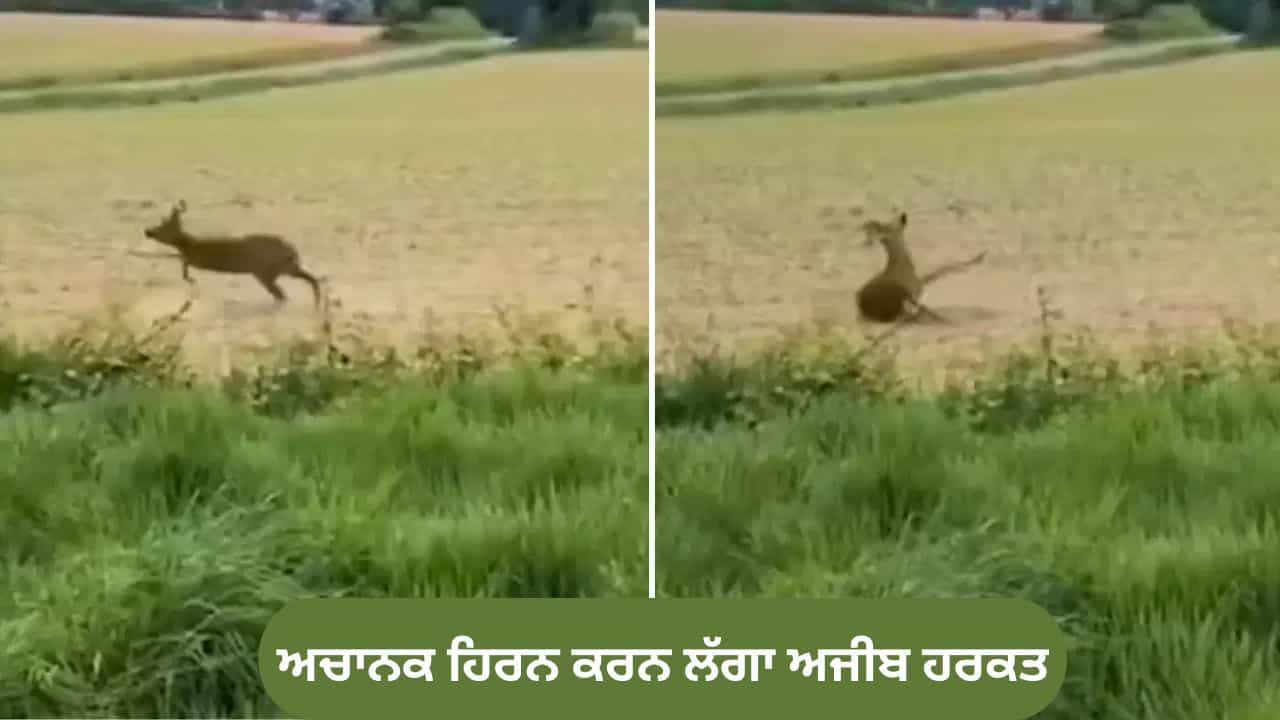 ਜੰਗਲ ਚ ਹਿਰਨ ਅਚਾਨਕ ਕਰਨ ਲੱਗਾ ਅਜੀਬ ਹਰਕਤ, VIDEO ਦੇਖ ਕੇ ਹੈਰਾਨ ਲੋਕ, ਪੁਲਿਸ ਨੂੰ ਜਾਰੀ ਕਰਨਾ ਪਿਆ ਅਲਰਟ