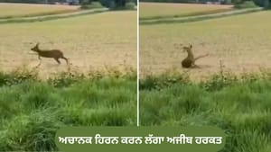 ਜੰਗਲ ਵਿੱਚ ਹਿਰਨ ਅਚਾਨਕ ਕਰਨ ਲੱਗਾ ਅਜੀਬ ਹਰਕਤ, VIDEO ਦੇਖ ਕੇ ਹੈਰਾਨ ਲੋਕ
